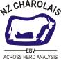 Charolais