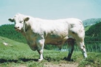 Cotswold
