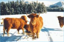 highland