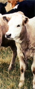 Crossbred calf
