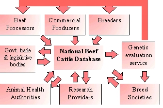 Possible beef structure