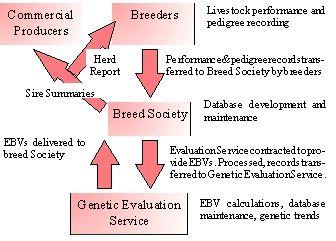 Beef cattle breeding industry structure