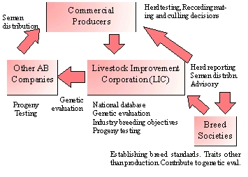 Dairy cattle industry breeding structure