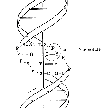 Sketch of DNA