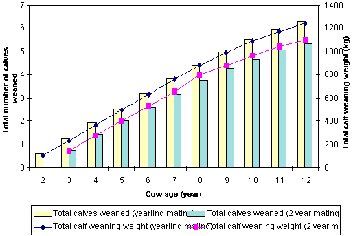 of cows mated either first Pics Of Cows Mating. of cows mated either first