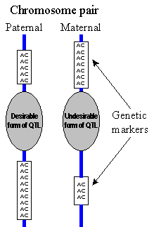 microsatellite diagram