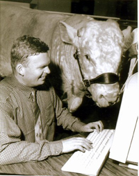 Charolais Bull