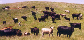 Crossbred beef cattle in New Zealand