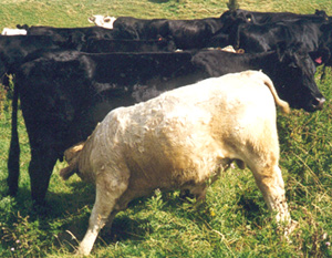 Charolais Cross Calf on Angus Dam 