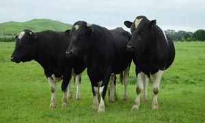 Friesian Bulls 