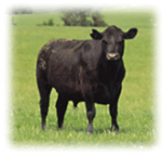 Angus steer