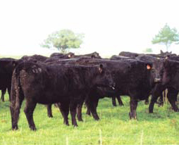 Angus Steers on the trial 