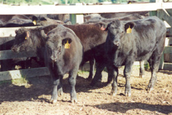 Cattle on the Net FE trial